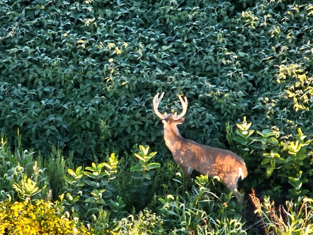 Rural Recon 7 1024x768